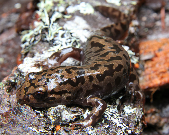 Coastal Giant Salamander